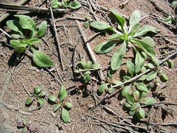 Image of fleabane