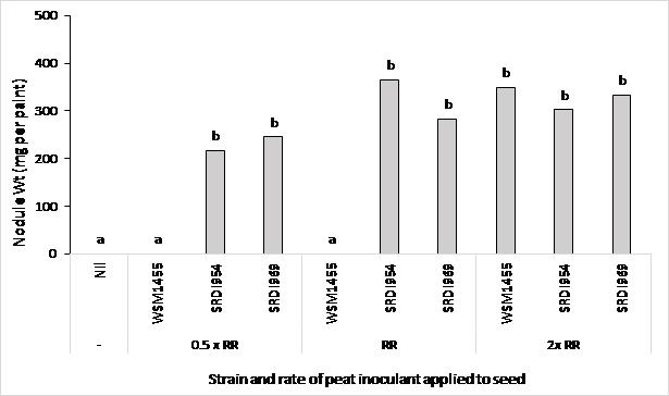 Column bar graph showing the effect of inoculation rate and rhizobia strain on nodule weight of faba bean (PBA SamiraA) at Wanilla, Eyre Peninsula SA in 2017. Treatments were; uninoculated (nil) control, the commercial Gr F rhizobium strain (WSM1455) and two strains with putative acid tolerance (SRDI954 and SRDI969) applied at one of three rates to seed (0.5, 1.0 or 2.0 times the recommended rate (RR)). Different letters above columns indicate significant treatment difference at P<0.05.