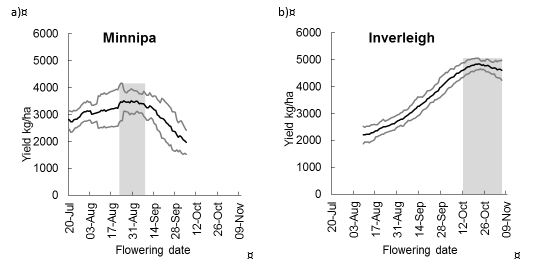 Line graph showing the relationship between spring wheat flowering time and yield in a) a traditional wheat growing area (Minnipa on the Eyre Peninsula of South Australia) and b) in the HRZ of Victoria (Inverleigh in south west Victoria). The black line is mean modelled yield from 51 years of climate data, the grey lines are positive and negative standard deviations 