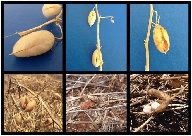 This is a set of six photos showing pod splitting (dehiscent pods) and pod shattering resulting in seed loss.