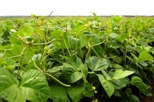 image of mungbean 