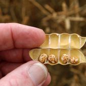 Early lupin harvest can cut grain losses and optimise quality