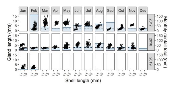 The seasonal reproductive cycle of common white snails at Gairdner WA together with total monthly rainfall (shading)