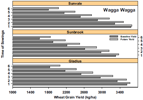 These series of three bar graphs show examples of wheat yields (kg/ha) under baseline (1980-1999) and future 2030 conditions for six times of sowing at Wagga Wagga. At Wagga, the 2030 climate is expected to increase yields with moderate to later sowings. The yield increase is attributed to eCO2, the interaction between eCO2 and soil fertility and more favourable climate (cooler, more rainfall) compared to Moree.
