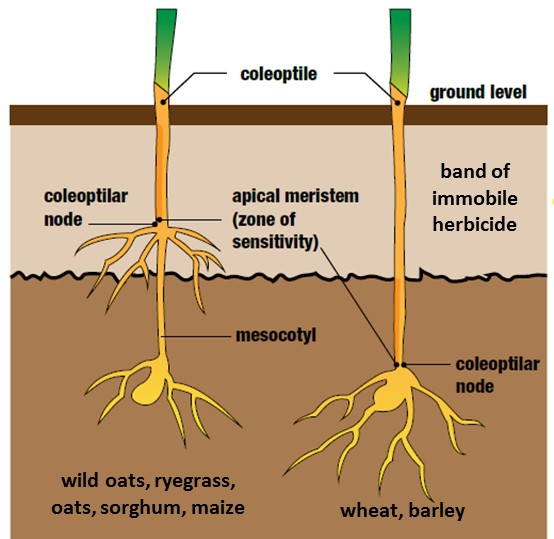 Figure 4. Diagram depicting the Differences in mesocotyl elongation is important for herbicide separation in wheat and barley. Adapted from Hall, Beckie & Wolfe 1999. How Herbicides Work