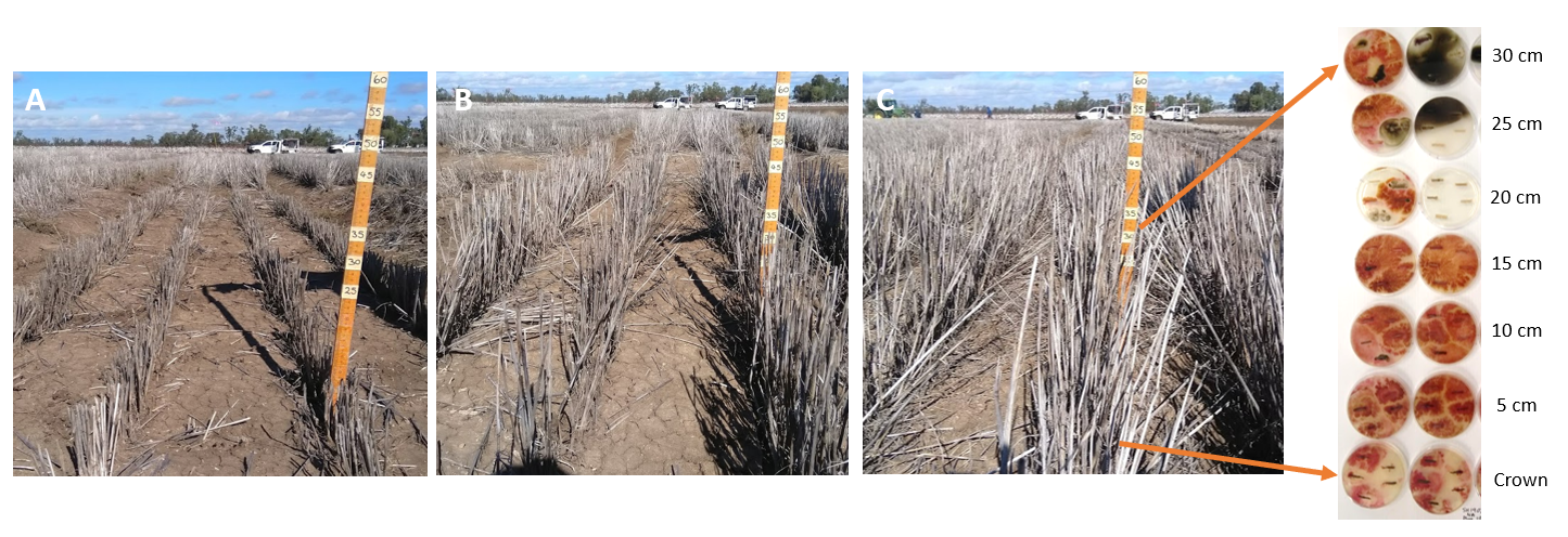 These images show the harvest-height disease management trial at Narrabri, NSW. Durum wheat was harvested at three heights: 10-15cm (A), ~30cm (B) and 40-45cm (C). Far right: recovery of crown rot pathogen F. pseudograminearum (red-brown colonies) at harvest shows significant colonisation within the stem at harvest (up to 30 cm). Arrows indicate where the pathogen was recovered from along the stubble length.