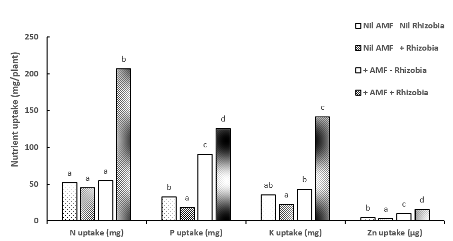 This figure shows the Synergistic effects of inoculation with both AMF and rhizobia at 12 weeks in Experiment 1, resulted in increased N uptake (mg/plant); P uptake (mg/plant); K uptake (mg/plant) and Zn uptake (µg/plant) in mung bean. Different letters indicate significant differences at P=0.05.