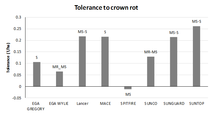 This column graph illustrates the average tolerance of a select number of varieties across four trials in 2017-2018 (column) and NVT resistance ratings (text above column). Tolerance is measured as the deviation (in t/ha) from the variety’s expected yield loss given the amount of disease severity observed. Varieties that have high tolerance values lose less yield than expected given their observed disease severity. Varieties with negative tolerance values lose more yield than expected given the observed disease severity and are intolerant. 
