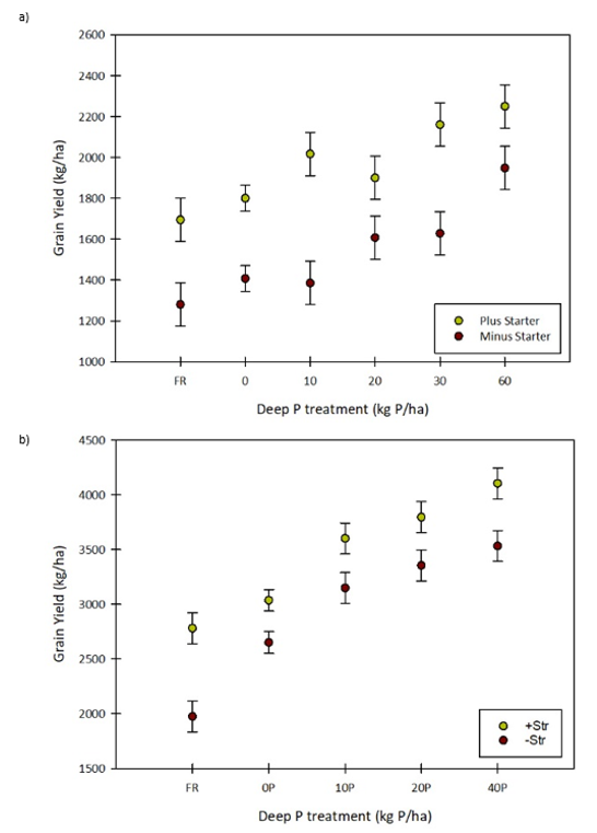 These two scatter plots with standard error bars shows the response to different rates of deep P with and without applications of starter P fertiliser in (a) a wheat crop at Condamine in 2018 wheat, and (b) a sorghum crop at Dysart in 2018/19 grain yield for deep-placed P treatments (kg P/ha) with or without starter application. The vertical bars represent the standard error for each mean. (Lester et al. 2019a)