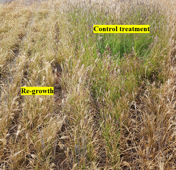 This photograph shows Re-growth (left) with single knock of glyphosate (540g ai/L) at 1.44L/ha  (not registered for FTR) (Photo: Hanwen Wu)