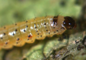 Queensland fall armyworm larval identification guide