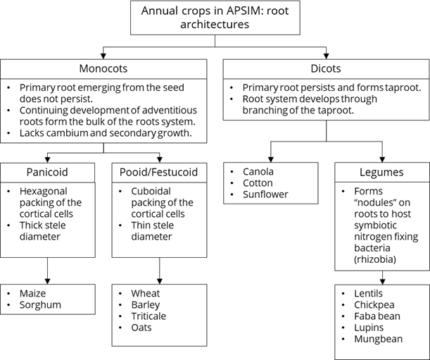 This tree diagram explores the root architectures for annual crops in the APSIM model and included in the APSoil database.