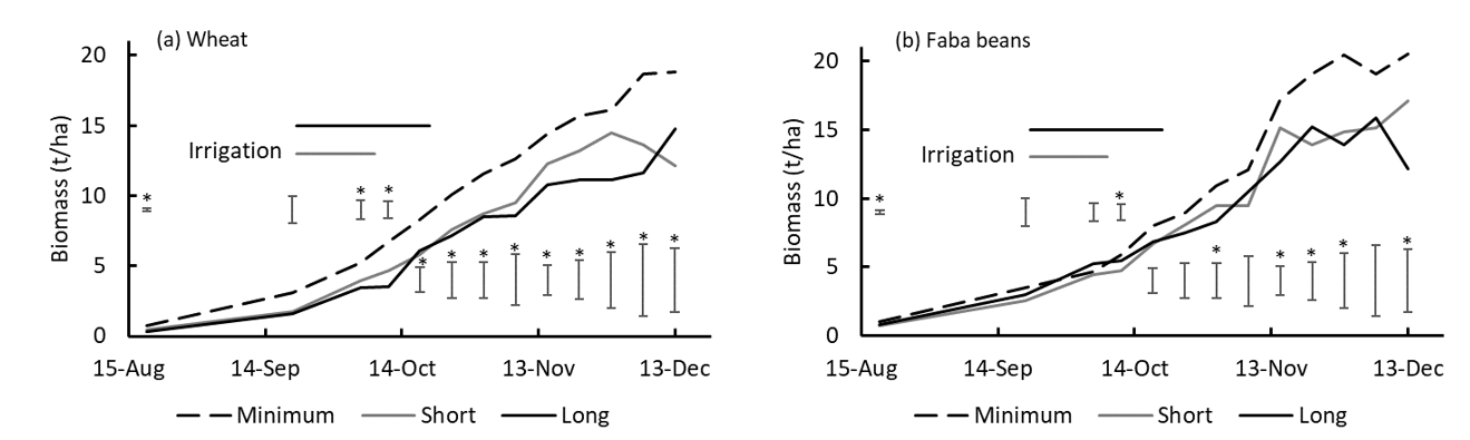Figure 5. Above ground biomass accumulation in wheat and faba bean crops, showing the period when irrigation was imposed to create short (17 days) and long (30 days) durations of waterlogging. Error bars show the 5% Lsd and asterisks when differences were significant.