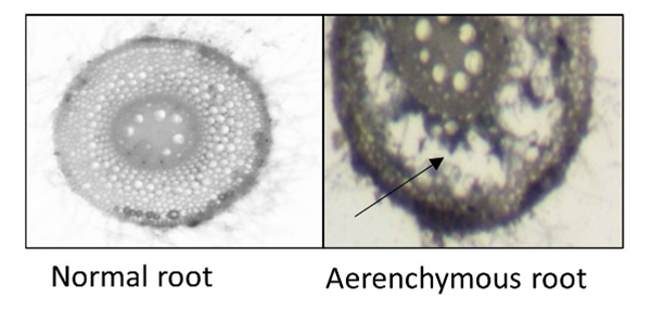 Barley normal root has an intact cortical region (left).  The aerenchyma in barley root on the right is formed through removal of some cells or lysis of the cells in the cortex.