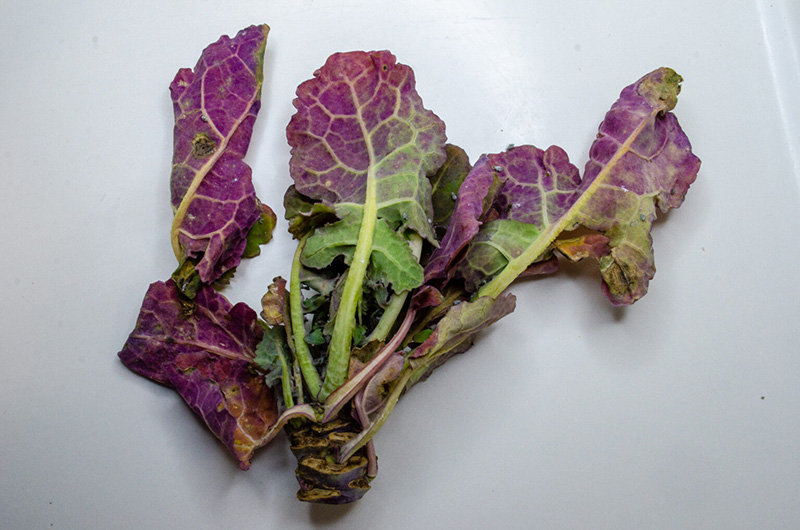 Image of TuYV affected canola plant.