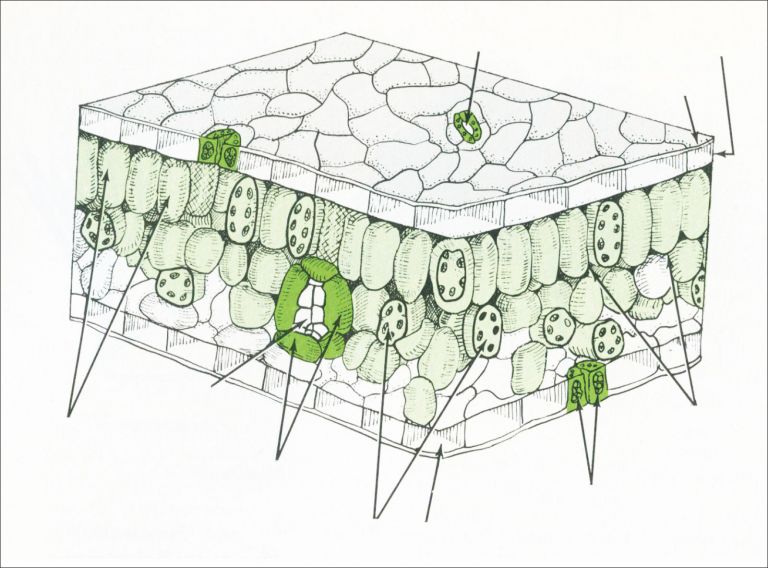 Figure 4 cross section of a leaf