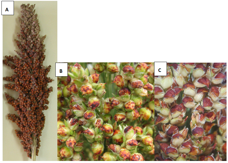 A series of 3 images labelled a, b and c. Typical RGB damage to sorghum (A) poor seed set at the top of the panicle similar in appearance to midge damage, (B) reddening and spotting on the seed. (C) heat-damaged sorghum seed, note the reddening, but absence of black feeding marks.