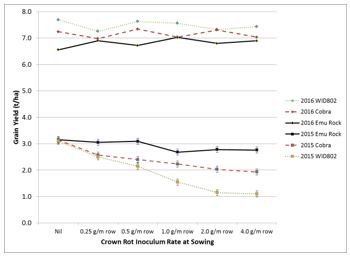 Line graph showing Effect of increasing crown rot inoculum levels at sowing on the grain yield (t/ha) of durum wheat (WID802) and bread wheat (Emu Rock and Cobra) grown at Dooen during 2015 with a dry spring (p<0.001, LSD = 0.23) and 2016 with a wet spring (n.s). Note: study conducted in collaboration with Simpfendorfer et al., NSW DPI (DAW00245).