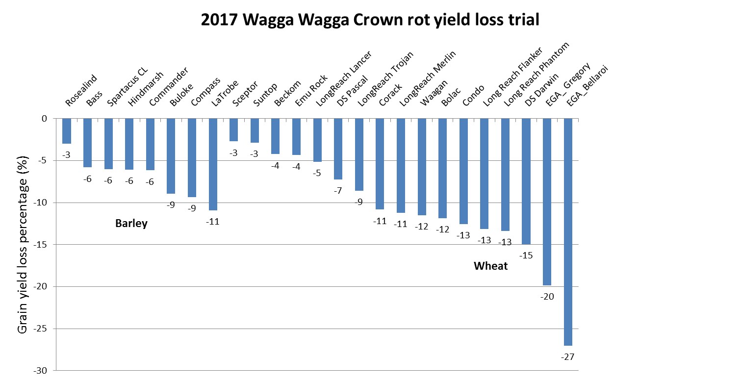 Figure 5. Grain yield reduction between plus crown rot and minus crown rot treatments for eight barley and 17 wheat varieties at the Wagga Wagga Agricultural Institute, 2017.