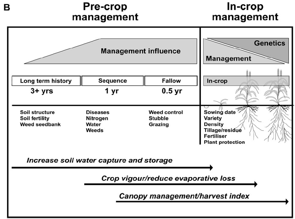 Figure 1 is an infographic showing what is needed to use water efficiently. Using water efficiently requires a combination of pre-crop and in-crop management to capture, store and use water to produce grain. No single management factor alone drives efficiency and much of the effort occurs well before seeding (from Kirkegaard and Hunt 2010).