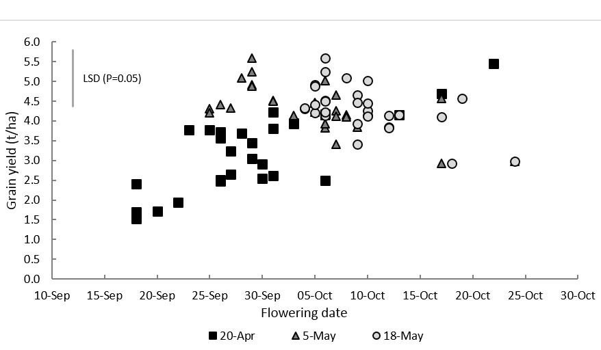Figure 3. Relationship between grain yield and flowering date across three sowing dates at Cudal, 2017.