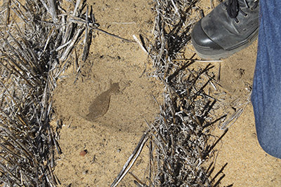 Water sitting on top of the surface of non-wetting soil