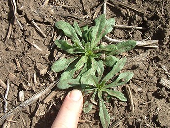 Image of fleabane