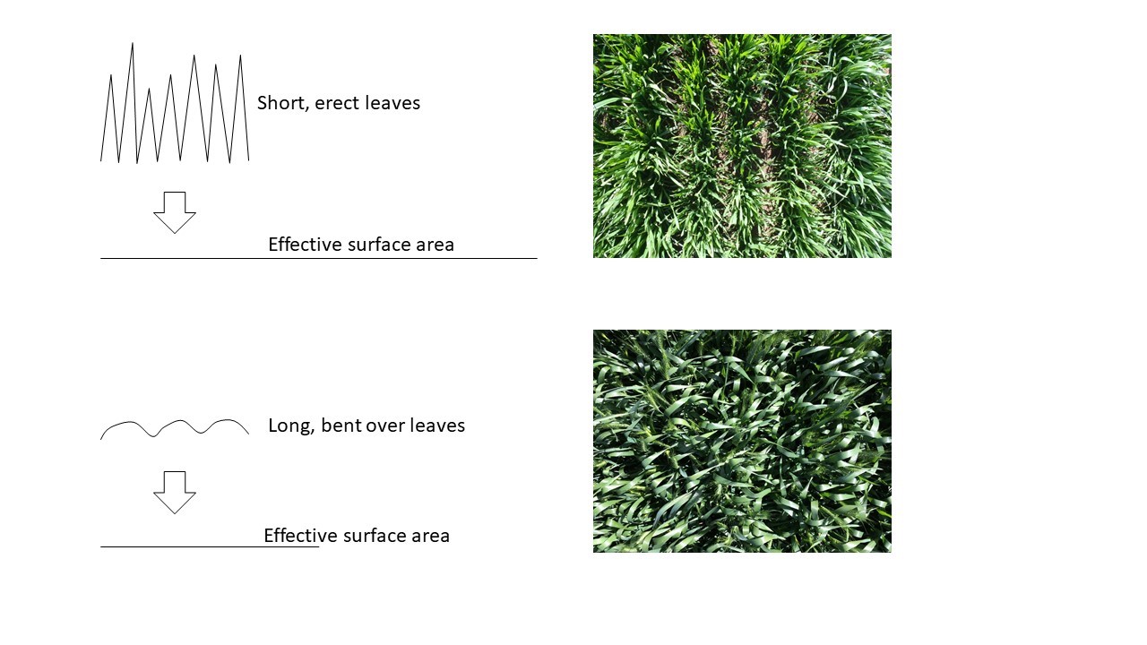 A schematic diagram showing the difference in effective leaf surface area in a canopy with short, erect leaves and a canopy with long leaves that have bent over.