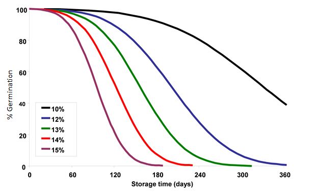 This is a graph showing influence of moisture contents (10 to 15%) on percentage germination of wheat stored at 30°C (Source CSIRO – SGRL). Figures 4 and 5 below show the impact of storage temperatures (30°C and20°C) and grain moisture content (10, 12, 13, 14, 15% m.c.) over time on the germination viability of wheat seed. 