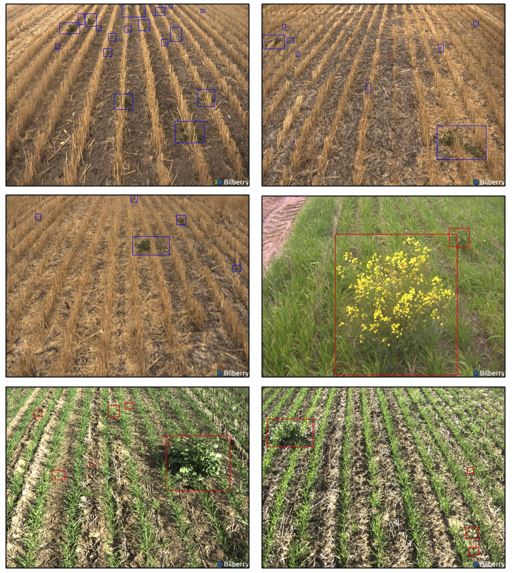 Image of weed detection in different conditions 