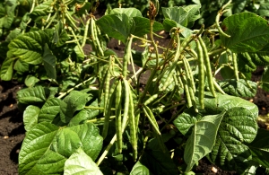 image of mungbean 