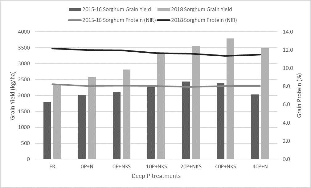 This line and column graph shows the mean grain yields for 2016 and 2018 sorghum crops across the deep P trial plus associated mean grain protein levels across treatments. Means with same letters are not significantly different. Least significant differences (P=5%) are only attributable within each trial, there is no cross-year analysis (2015-16 Sorghum LSD =253, 2018 Sorghum LSD =396)