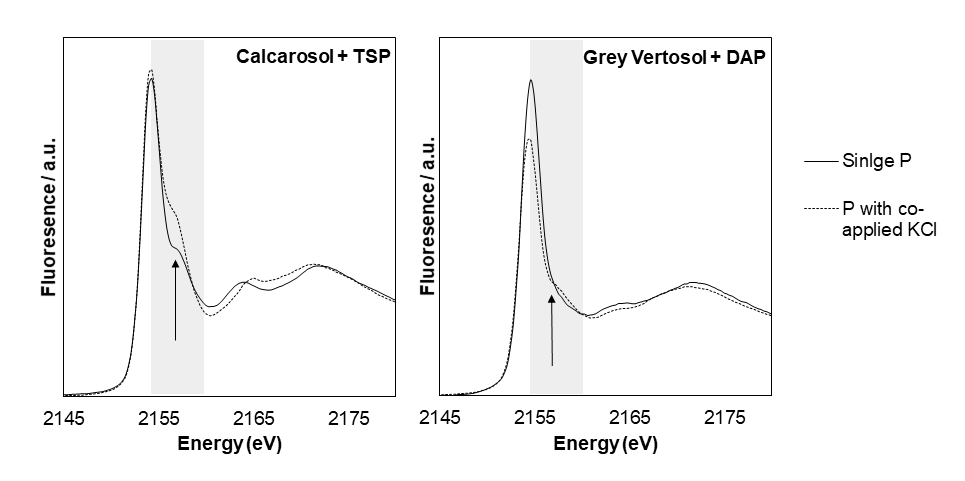 These two line graphs show the P K-edge XANES spectra from the Calcarosol fertilised with triple superphosphate (TSP) alone or together with KCl (left), and from the grey Vertosol fertilised with di-ammonium phosphate (DAP) alone or together with KCl. Highlighted in grey is the post-edge region. The arrow indicates the energy at which a characteristic shoulder would be seen if calcium P minerals were present.