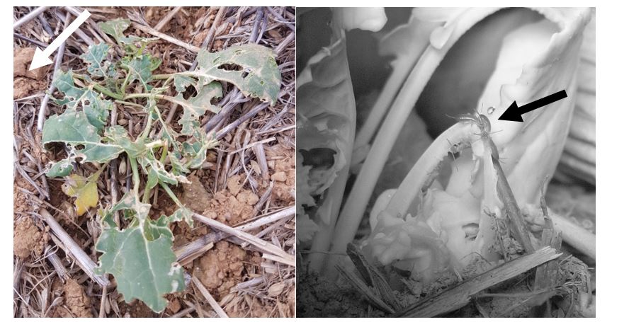 Damage to canola by second instar earwig juveniles. This is typical for canola that is in very close proximity to a European earwig nest, the white arrow (left) points to where the nest was found. The black arrow (right) points to an image of second instar earwigs feeding observed from about 11:00pm to 2:00am.