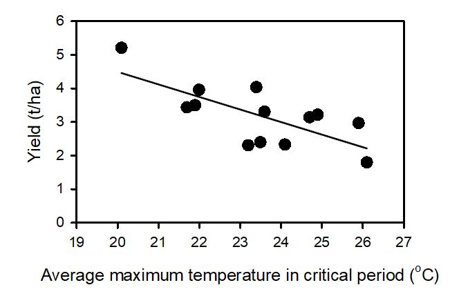 Wheat yield declines with increasing temperature in critical period. This study defines the critical period from 300-degree days before flowering to 100-degree days after flowering. Each point is the average of 24 varieties in 13 environments in SA. 