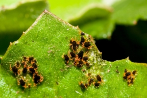 image of RLEM