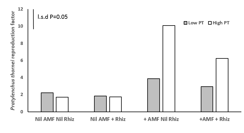 This bar graph illustrates how AMF increased reproduction of Pratylenchus thornei (PT) at higher rates of 10 P. thornei/g soil in mung bean  after 12 weeks growth in Experiment 1.