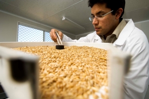 image of grain testing