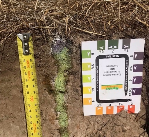 Photo of a soil pit face with pH indicator dye applied. The photo shows an an alkaline surface layer that reacts to dye and changes colour to purple which is overlying an acidic soil that is coloured bright green