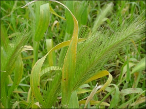 image of Barley grass 