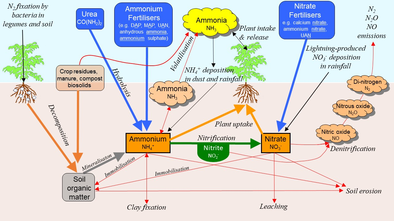 This is a diagram illustrating the major pathways and forms in the nitrogen cycle in soil, water and air.