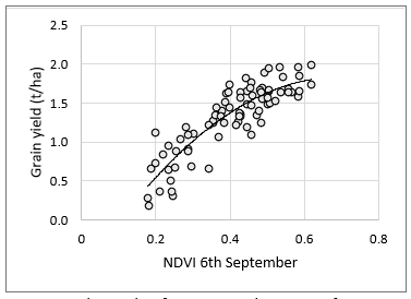 Figure 2. Relationship for Greenseeker NDVI of PBA Hurricane XTA (recorded on 06-09-2021) and grain yield for the alkaline sand herbicide tolerance trial at Alford in 2021 (y = -5.2444x2 + 7.3026x – 0.706, R2 = 0.77).