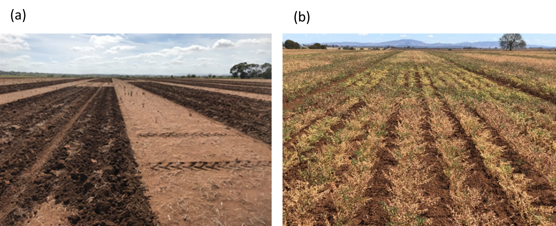 Photographs of re-application plots in December 2018 at Dululu and chickpea nearing maturity in 2019.