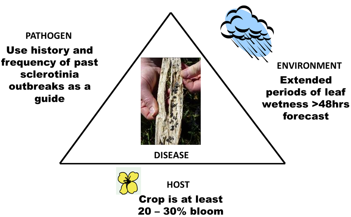 Diagram of factors that drive the development of sclerotinia stem rot.