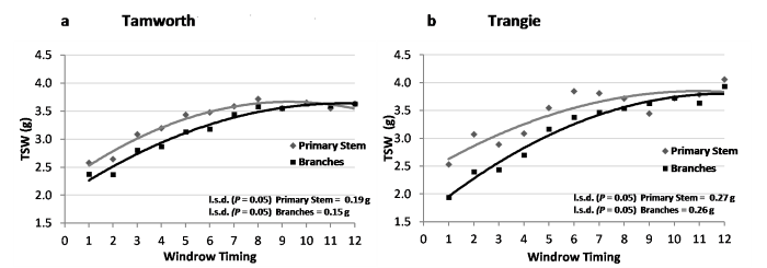 Line graph showing changes in seed size (TSW) on primary stem vs. branches over time as determined by windrow timing for Tamworth (a) and Trangie (b) in 2016.