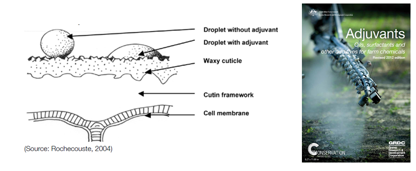 Figure 1. Behaviour of droplets on a leaf surface (with and without an adjuvant).  Source: Adjuvants – Oils, surfactants and other additives for farm chemicals, GRDC 2012.