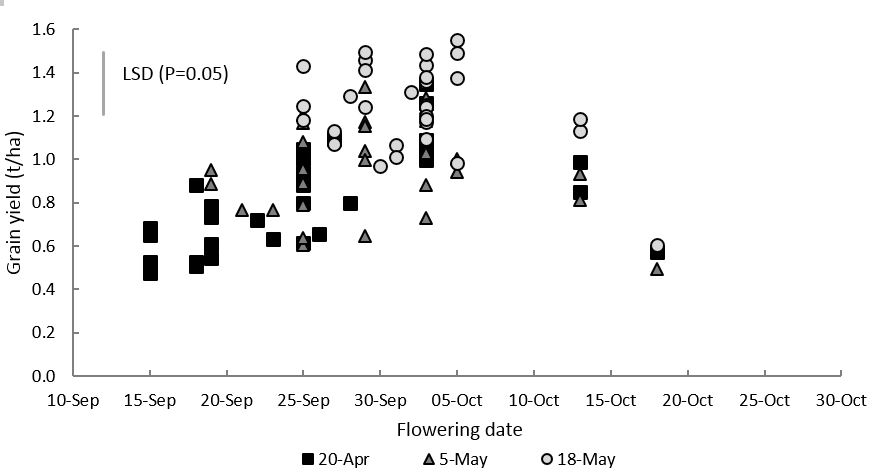 Figure 4. Relationship between grain yield and flowering date across three sowing dates at Condobolin, 2017.