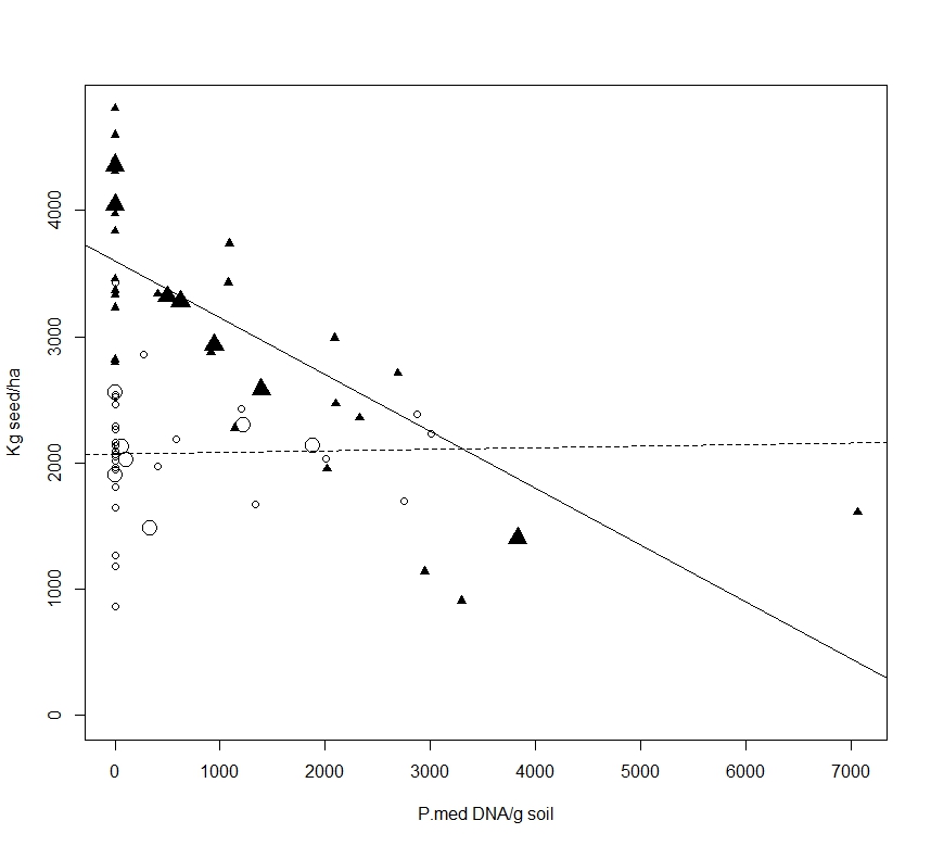 Figure 1 is a scatter graph that shows post sowing soil Pm DNA concentrations for irrigated (filled triangle symbols) and dryland (open circle symbols) treatments verses Yorker grain yields (kg/ha), average oospore inoculum treatments are large symbols, small symbols are actual plot values. Lines represent linear regression for irrigated (solid line, grain yield = 3599-0.449(DNA), r2 0.52, P = 0.903) and dryland (broken line, grain yield = 2072-0.0013(DNA), r2 0.0005, P < 0.001) treatments.