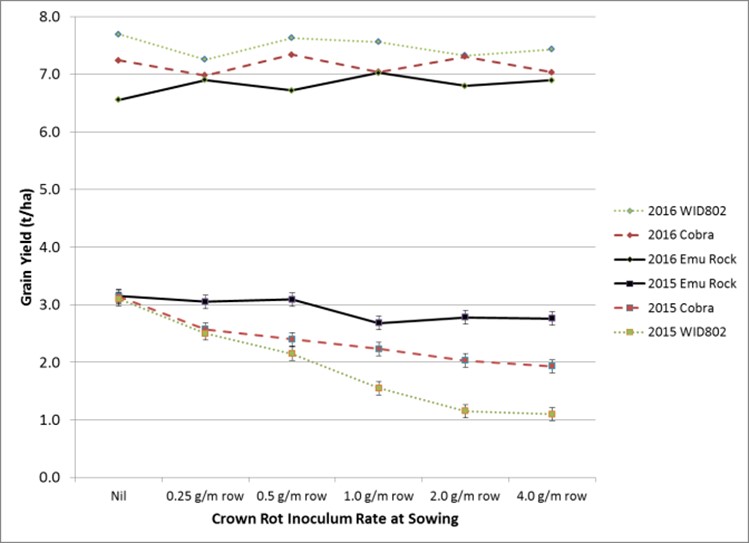 Figure 5. Grain yield of durum and bread wheat in the presence of increasing crown rot loads at Dooen, Victoria in 2015, dry finish, p<0.001, Lsd = 0.23 and 2016, wet finish, n.s. (DAW00245). Durum (WID802) is rated very susceptible (VS) to crown rot, the bread wheat Cobra is rated susceptible (S) and Emu Rock is classified as moderately susceptible (MS).