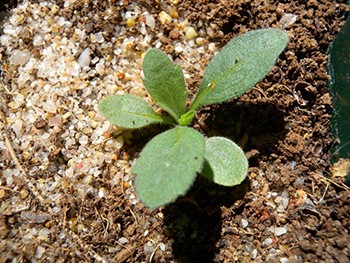 Image of fleabane